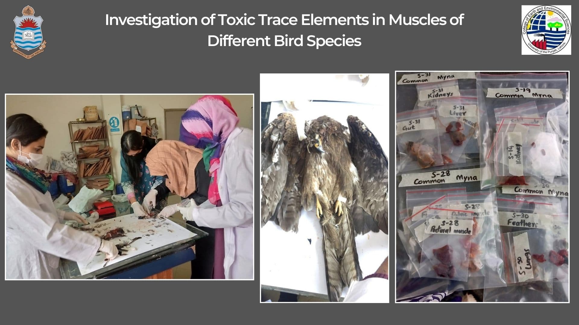 Investigation of Toxic Trace Elements in Muscles of Different Bird Species