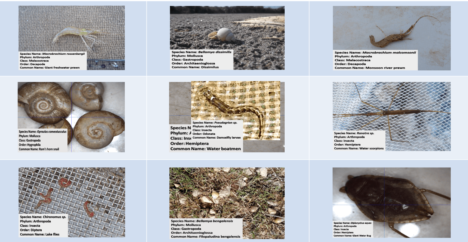 Identification of Macroinvertebrates in Freshwater Systems 